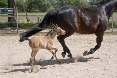 Aygır yavrusu annesiyle kumda dört nala koştu. Doğal yeşil bir arka plan..