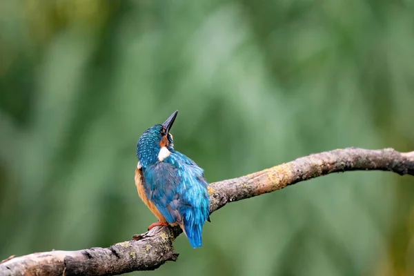 Piękny Niebieski Kingfisher Ptak Mężczyzna Common Kingfisher Siedzi Gałęzi Tylny — Zdjęcie stockowe