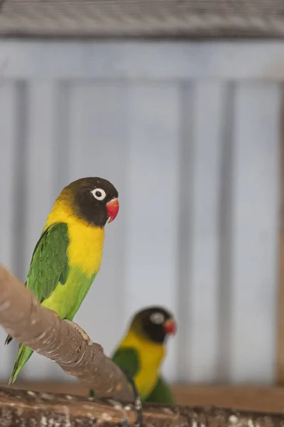 Mascherato Lovebird Fronte Piccioncino Fuori Fuoco Due Animali Giallo Verde — Foto Stock