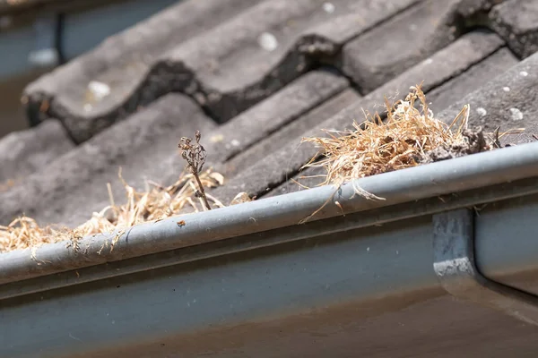 Gutter clogged with grass and leafs, poor maintenance. Plumber needed.