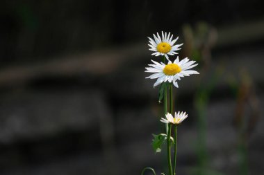 Bahçede açan güzel beyaz papatya çiçekleri.