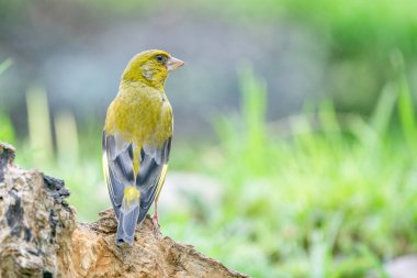 Ağaç gövdesinde oturan çok detaylı bir ispinoz kameraya yakından bakar..
