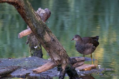 Yeşil sularda dalları olan küçük bir adada bir Moorhen duruyor. Güneşli sabah ışığında. Yansımayla.