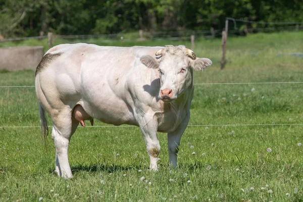 Uma Vaca Branca Charolais Vacas Pastando Pasto Gramado Verde Olhando — Fotografia de Stock