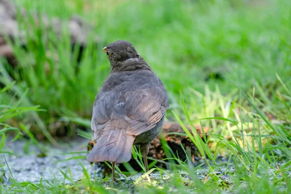 Blackbirds Plumagem Feminina Admirando Gramado Recém Cortado Procura Larvas — Fotografia de Stock