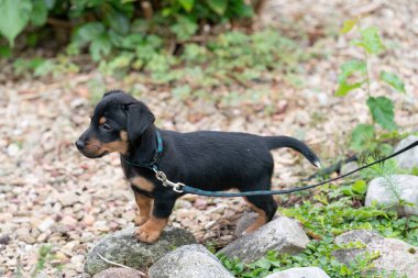 Jack Russell Terrier köpeği, tasmasıyla ilk kez yürüyor..
