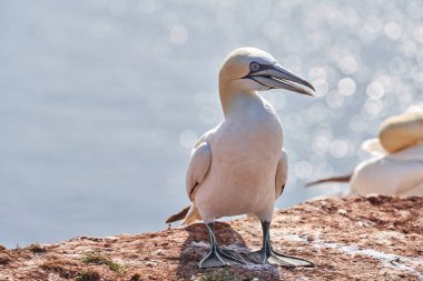 Bir kayanın üzerinde sümsük kuşu duruyor. Arka planda Bokeh denizi.