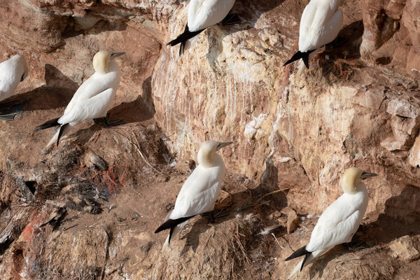 A colony of gannets sit on the side of a rock. Seen from the back.