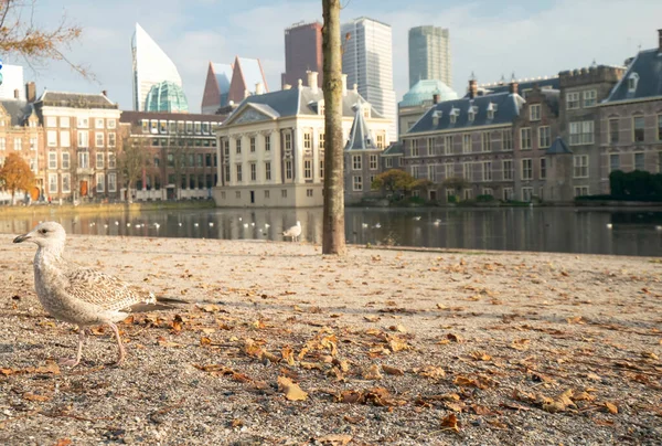 11月10日 荷兰海牙 11月10日 一个废弃的公园 在城市的庭院边 只有一只海鸥 在鳕鱼大流行期间 — 图库照片