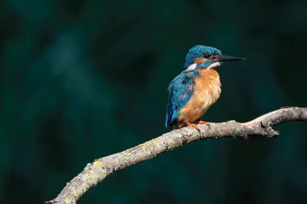 Piękny Niebieski Kingfisher Ptak Mężczyzna Common Kingfisher Siedzi Gałęzi Boczny — Zdjęcie stockowe