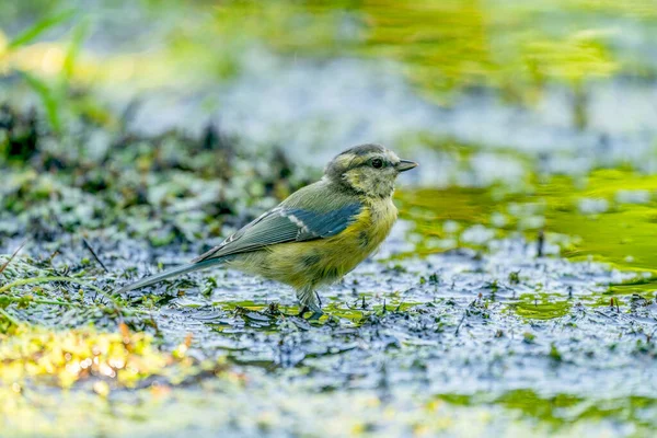 Great Tit Parus Major Bathes Yellow Green Water Nature Small — Stock Photo, Image