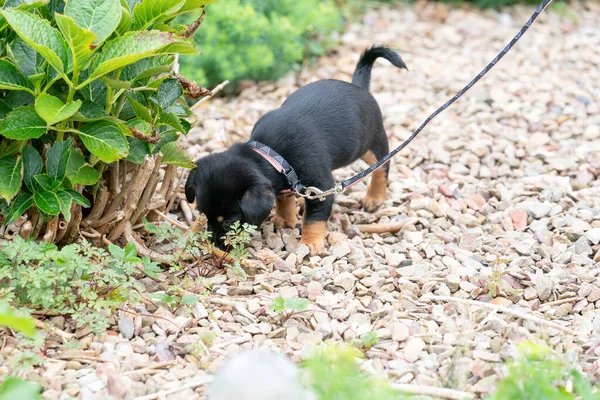 Netter Jack Russell Terrier Welpe Der Zum Ersten Mal Neugierig — Stockfoto