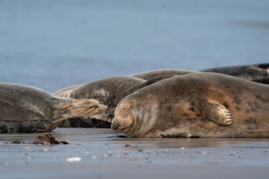 Almanya 'nın kumlu kumsalında komik tembel foklar.