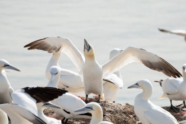 Bir grup sümsük kuşu, içlerinden biri oturan kuşlar arasında kanatlarını çırparak ayakta duruyor. Önde.,