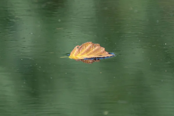 Liść Klonu Wodzie Pływający Jesienny Liść Klonu — Zdjęcie stockowe