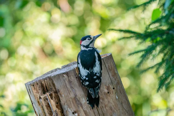 Grande Pica Pau Manchado Numa Árvore Visto Por Trás — Fotografia de Stock