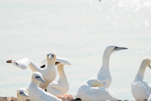 A group of gannets, one standing with spread wings. All birds look to the same side.