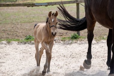 Yeni doğan sarı tay, kahverengi annesiyle birlikte yürüyor..