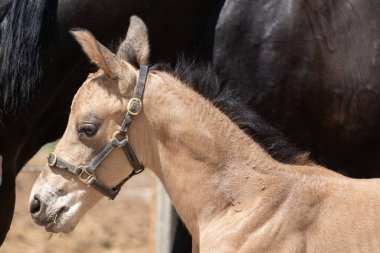 Yeni doğmuş genç sarı tay, kısrağın bir parçası olan kahverengi annesiyle birlikte duruyor..