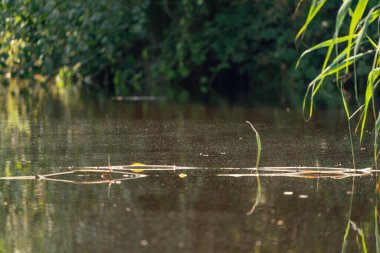 Çimenler su yüzeyinin üzerindeki sudan çıkar. Bitkilerin kökleri suyun üzerinde yüzer. Seçici odaklı yakın çekim..