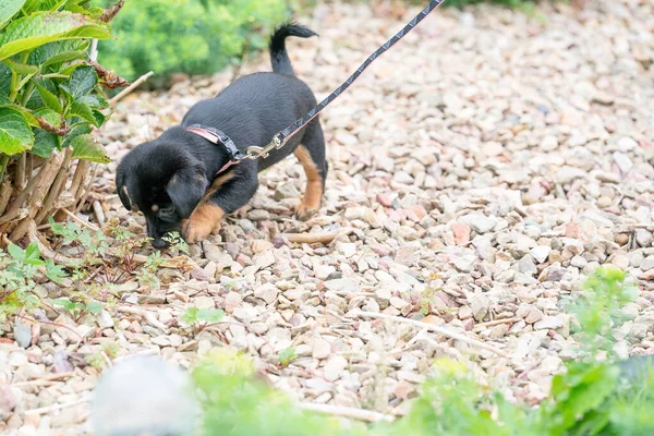Джек Рассел терьер щенок, любопытно ходит на поводке в гаре — стоковое фото
