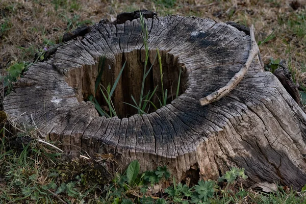 Dekorasyon ve bahar manzarası için ağaç gövdesi. — Stok fotoğraf