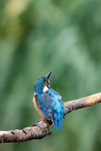 Прекрасная голубая птица Кингфишер, самец Общего Кингфишера, сидит на ветке, задний профиль — стоковое фото