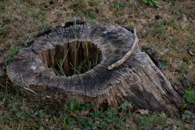 Dekorasyon ve bahar manzarası için ağaç gövdesi.