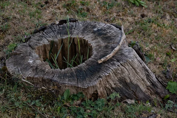 Верхушка ствола дерева для украшения и весеннего пейзажа — стоковое фото