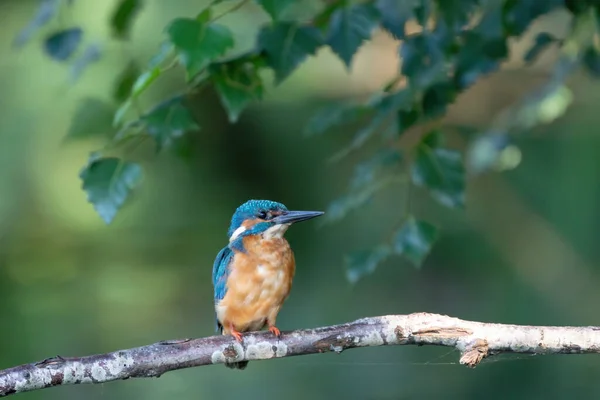 아름다운 킹피셔 Common Kingfisher 나뭇가지에 — 스톡 사진