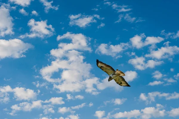 아름다운 어미 부테 오 부 테오 독수리는 푸른 하늘을 배경으로 날고 있다. 날으는 맹금의 아름다운 색깔과 원문을 위한 공간으로 울부짖는 모습 — 스톡 사진