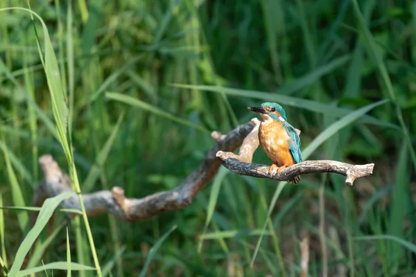 Belo pássaro Kingfisher azul, macho Common Kingfisher, sentado em um ramo, perfil frontal — Fotografia de Stock