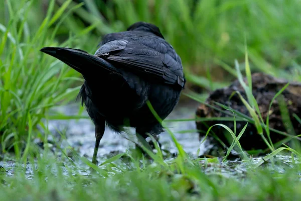Самец дрозда пьет воду из бассейна на зеленой лужайке. Обычная черная птица, видимая сзади — стоковое фото