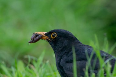 Erkek karatavuk yeşil çimlerde bir solucan buldu. Yaygın karatavuk, Turdus merula, Avrasya karatavuğu olarak da bilinir.