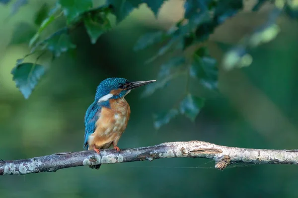 Blue Kingfisher bird, macho Common Kingfisher, sentado em um galho, folhas no fundo — Fotografia de Stock