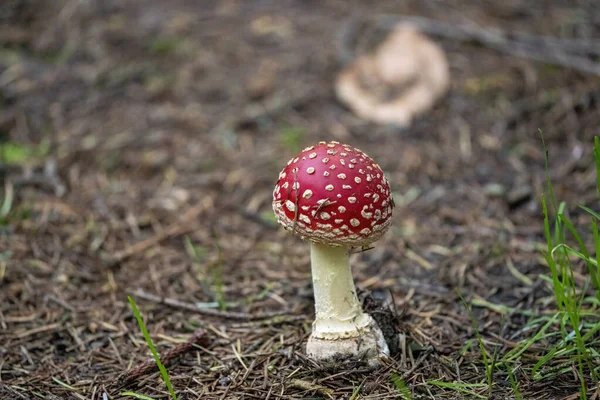 Amanita Muscaria, poisonous mushroom. Photo has been taken in the natural forest background