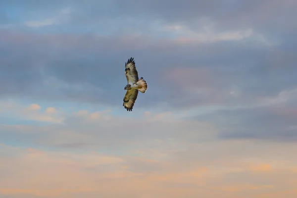 Обыкновенный бутео (Buteo buteo) является средне-большой хищной птицей, которая имеет большой диапазон. Член рода Бутео. Удивительная птица в полете — стоковое фото