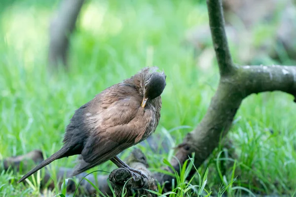 Коричневая самка дрозда сидит на ветке на зеленой лужайке. Обыкновенная черная птица, Turdus merula, видимая сбоку — стоковое фото
