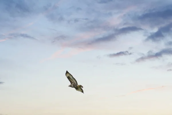 아름다운 어미 부테 오 부 테오 독수리는 푸른 하늘을 배경으로 날고 있다. 날으는 새, 선명 한 색깔 그리고 원문을 위한 공간 — 스톡 사진
