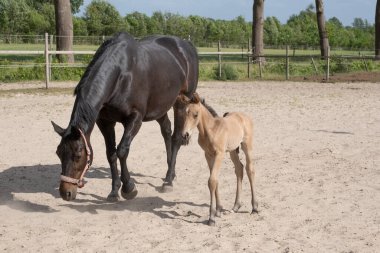 Genç sarı tay kumsalda oynuyor, anne orada.
