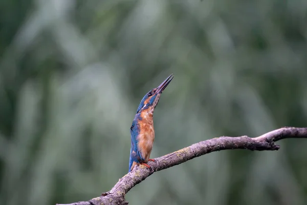 Belo pássaro Kingfisher azul, macho Common Kingfisher, sentado em um ramo, na frente — Fotografia de Stock