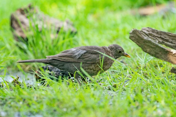 Černý kos sedí na zeleném trávníku. Obyčejný kos, Turdus merula, viděn ze strany — Stock fotografie