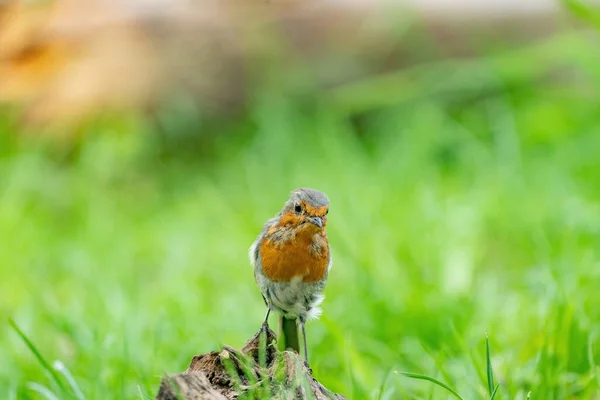 Retrato de close-up de um robin europeu em um tronco de madeira em uma floresta durante o verão — Fotografia de Stock