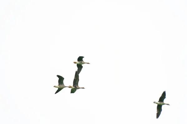 Cuatro gansos se silueta contra el cielo. Migración de aves en invierno — Foto de Stock