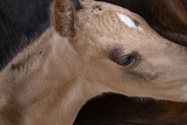 Yeni doğan sarı tay kahverengi annesiyle birlikte duruyor. kafanın bir kısmı