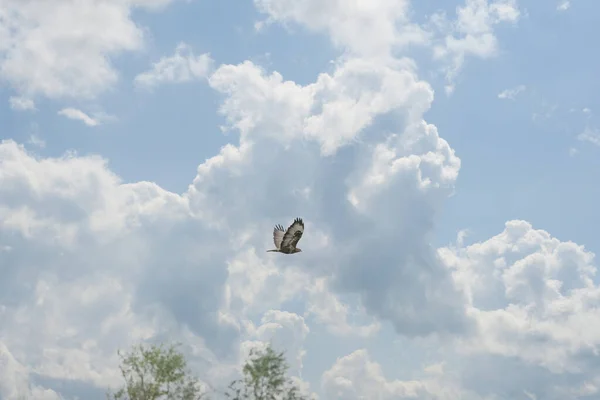 Прекрасный взрослый орёл, Бутео Бутео, летит на облачно-голубом фоне неба. Летающая птица, деревья и копировальное пространство — стоковое фото