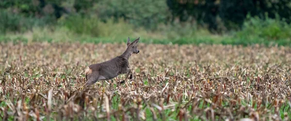 Panorama rusa berlari di ladang jagung yang baru dipotong dengan hutan di latar belakang. long cover atau media sosial — Stok Foto