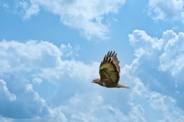 Güzel yetişkin akbaba Buteo Buteo, bulutlu mavi gökyüzü arka planıyla uçuyor. Uçan kuş, canlı renkler ve metin için boşluk