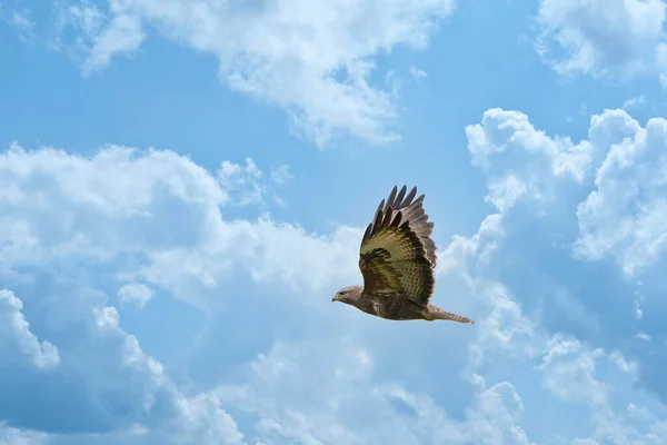 Krásný dospělý krkavec orel, Buteo buteo, za letu s oblačným modrým nebem pozadí. Létající pták, živé barvy a prostor pro text — Stock fotografie