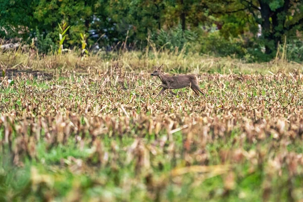 Un cerf dans un champ de maïs fraîchement coupé avec de la forêt en arrière-plan. En vue latérale — Photo